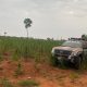 Destruyeron también dos hectáreas de plantaciones. Foto: Senad.