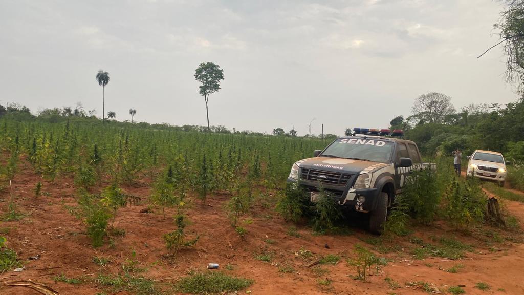 Destruyeron también dos hectáreas de plantaciones. Foto: Senad.