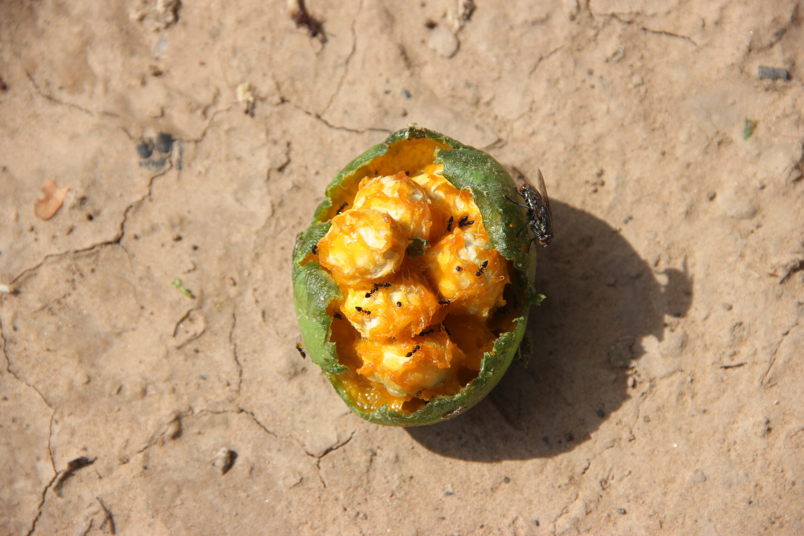 Fruto y semillas de Morisonia speciosa. Foto: Lidia Pérez de Molas.