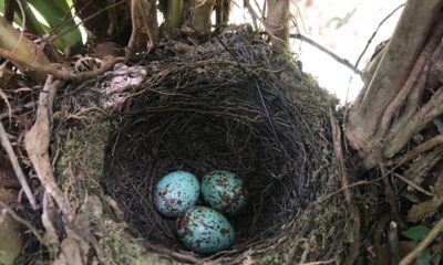 Havia korochire, Turdus rufiventris. Foto: José Maria Paredes.