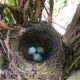 Havia korochire, Turdus rufiventris. Foto: José Maria Paredes.