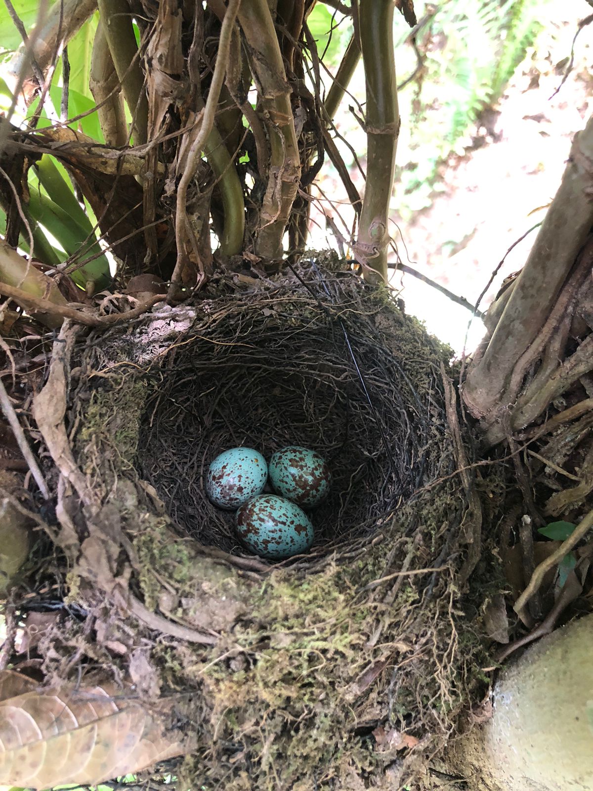 Havia korochire, Turdus rufiventris. Foto: José Maria Paredes.