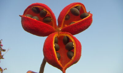 Llamativa-Sterculia-striata. Foto: Lidia Perez de Molas.