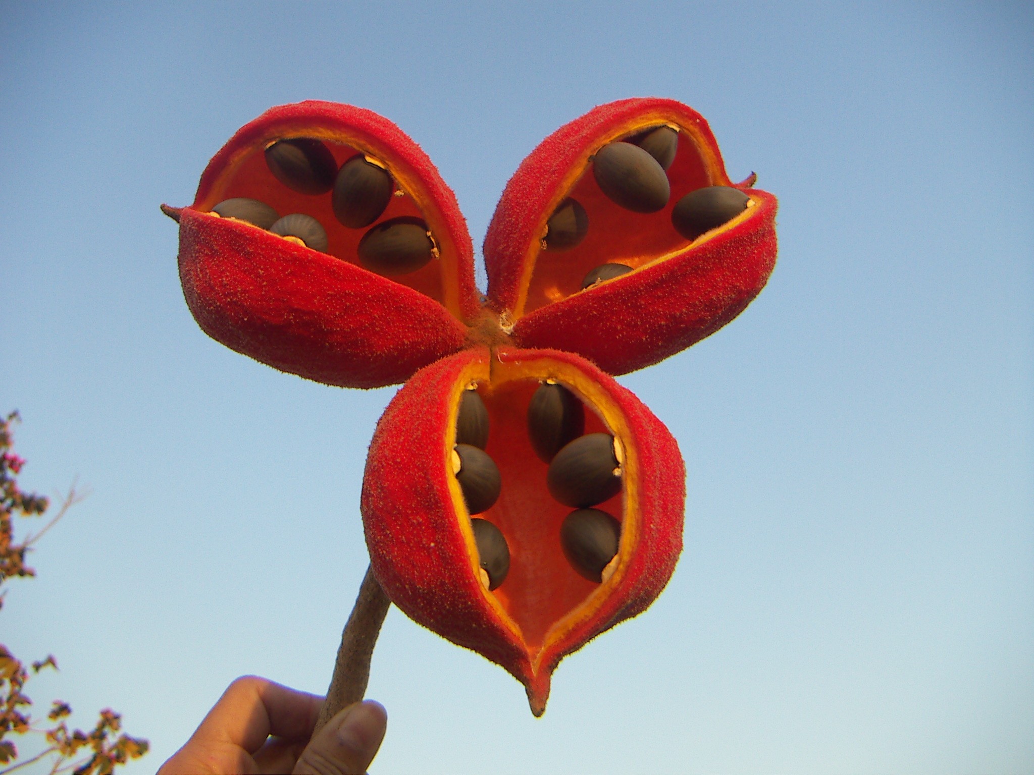 Llamativa-Sterculia-striata. Foto: Lidia Perez de Molas.