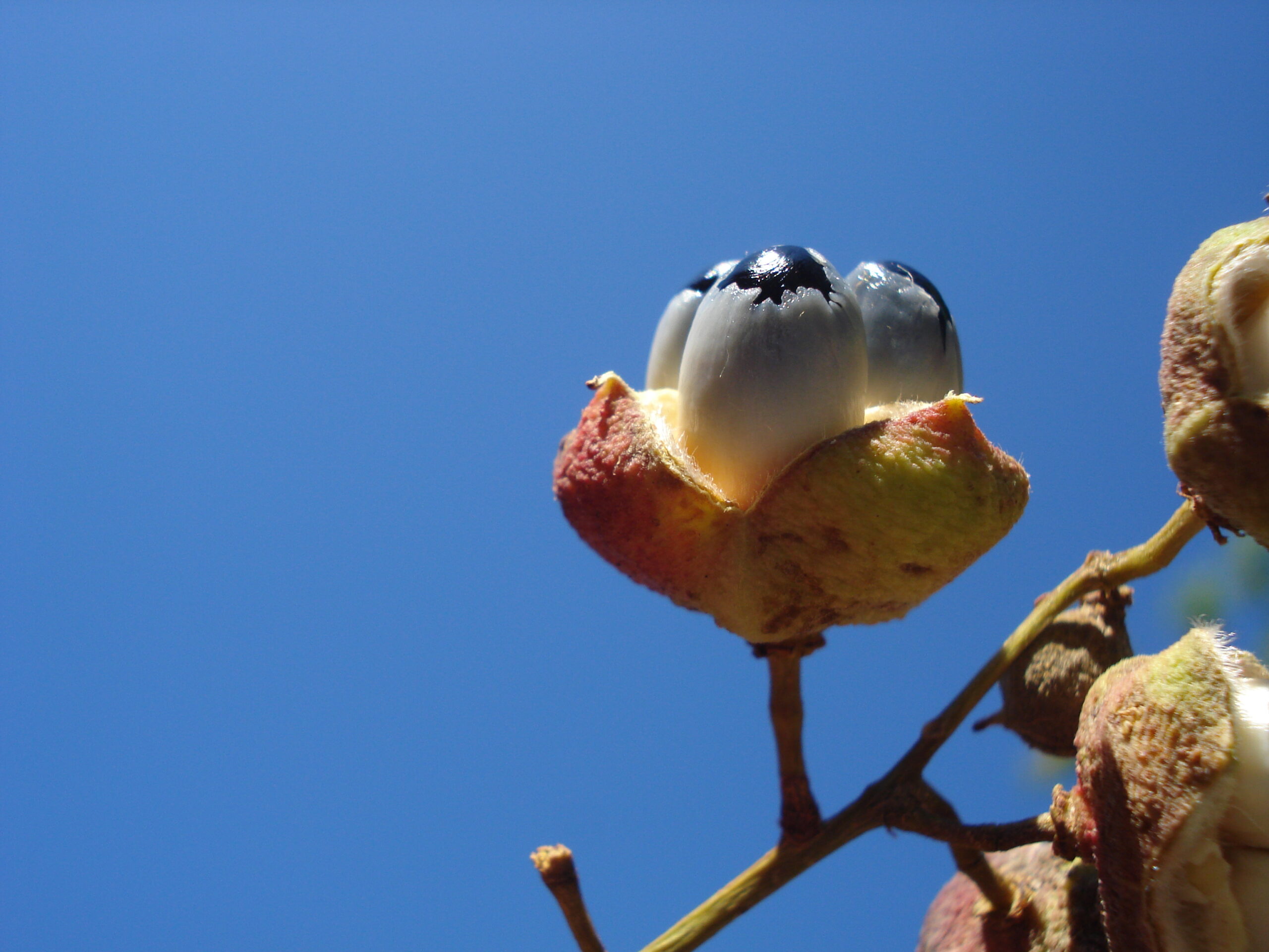 Matayba elaeagnoides, semilla con arilo. Foto: LIdia Pérez de Molas.