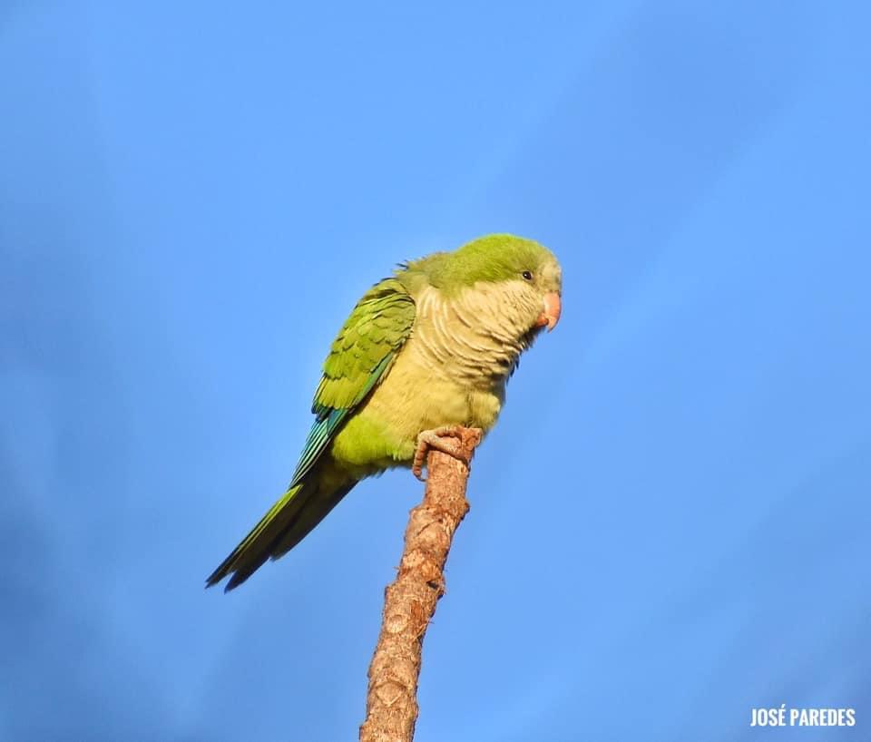 Myiopsitta monachus.Foto: Jose Maria Paredes.