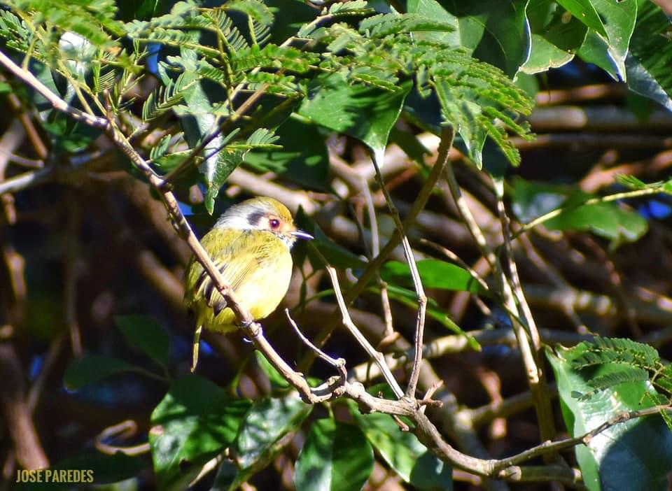 Myiornis auricularis. Foto: Jose Maria Paredes.