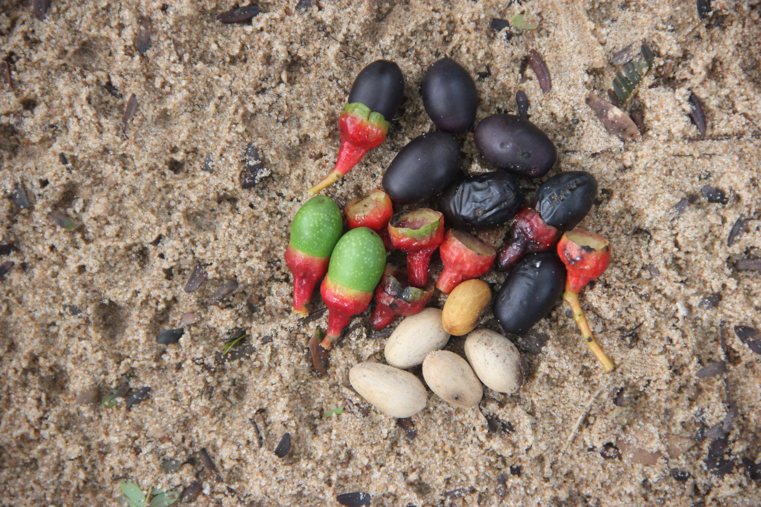 Semillas de Ocotea diospyrifolia. Foto: Lidia Pérez de Molas.