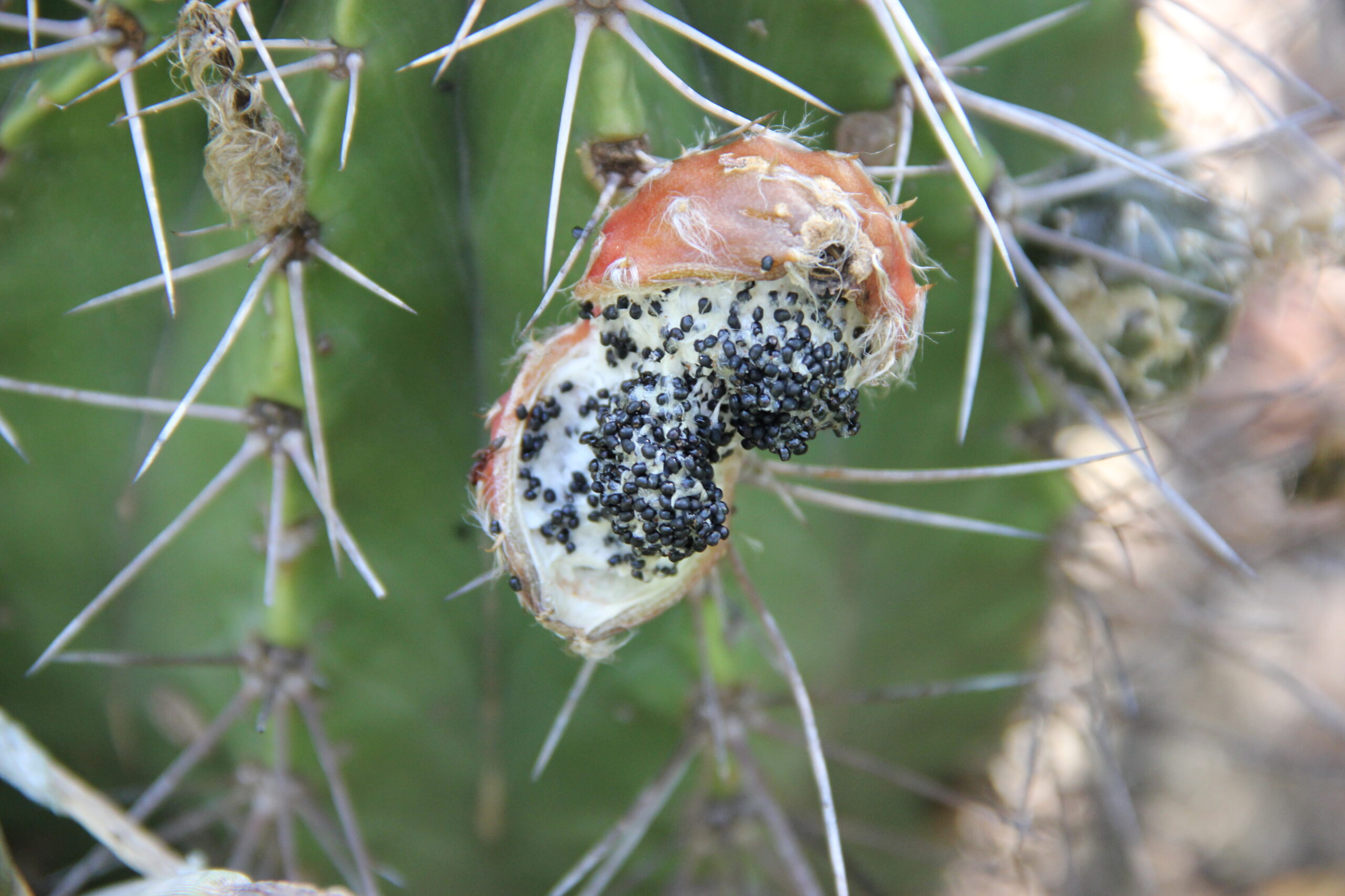 Semillas del cactus Echinopsis. Foto: Lidia Pérez de Molas.