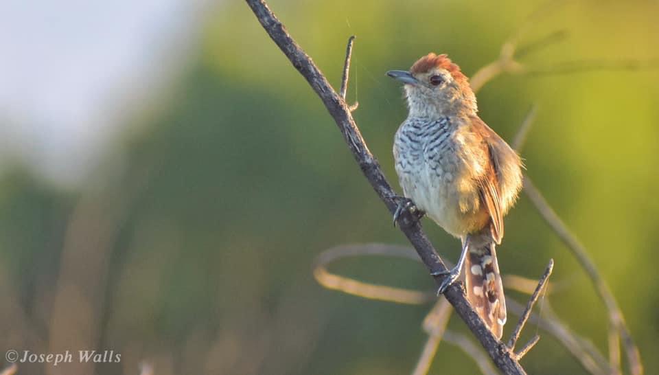 Thamnophilus ruficapillus. Foto: Jose María Paredes.