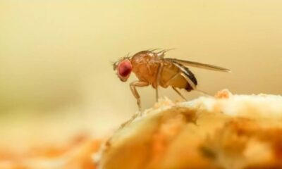 Mosca de la fruta. Fuente: Getty Images.