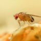 Mosca de la fruta. Fuente: Getty Images.