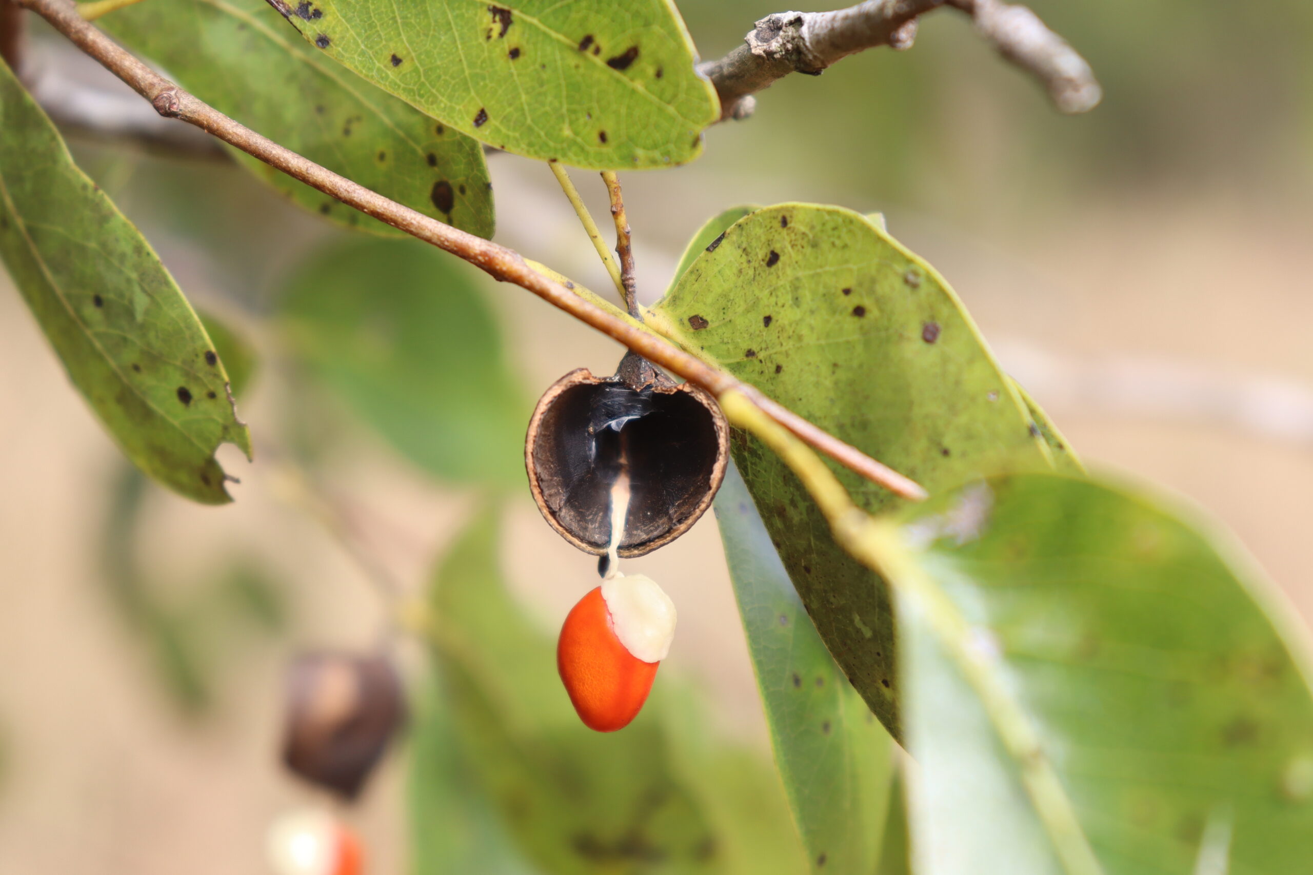 Tractiva Guibourtia Hymenaeifolia. Foto:Lidia Pérez de Molas.