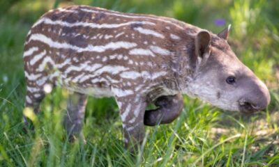 El tapir bebé tiene como característica principal las listas blancas que normalmente desaparecen entre los 4 a 6 meses. Foto: EBY