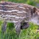 El tapir bebé tiene como característica principal las listas blancas que normalmente desaparecen entre los 4 a 6 meses. Foto: EBY