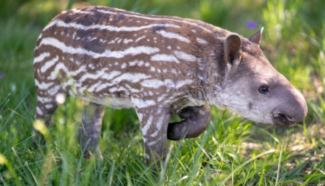 El tapir bebé tiene como característica principal las listas blancas que normalmente desaparecen entre los 4 a 6 meses. Foto: EBY