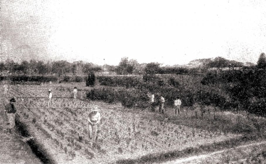 Almácigos “El Progreso”, de Juan Ceriani, ca. 1910. La República del Paraguay. Un siglo de vida nacional. Cortesía