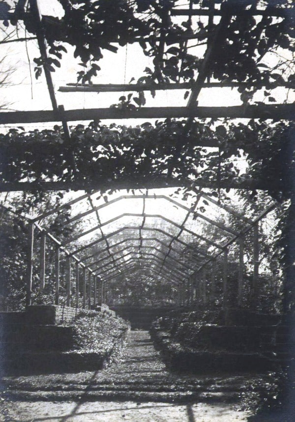 Un vivero en el Jardín Botánico y Zoológico de Asunción, ca. 1920. Cortesía