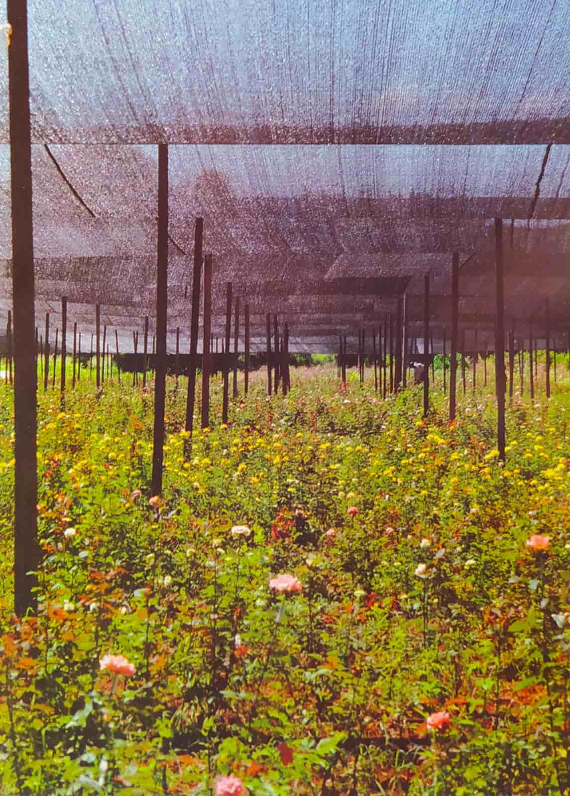 Rosedal de Enrique Pecarevich, Itá, 2009. La rosa, reina de los jardines