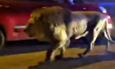 León se escapó de un circo italiano. Foto: Captura de pantalla.