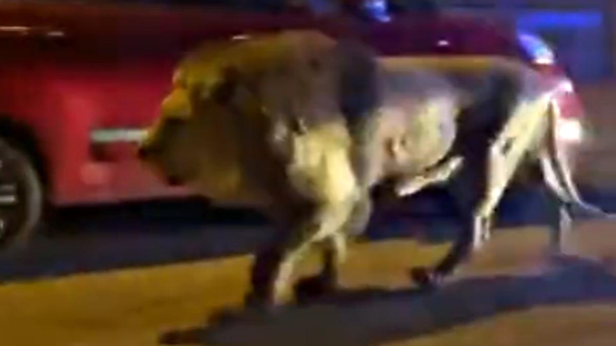 León se escapó de un circo italiano. Foto: Captura de pantalla.