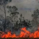 Incendio en reserva natural de Bolivia. Foto: DW.