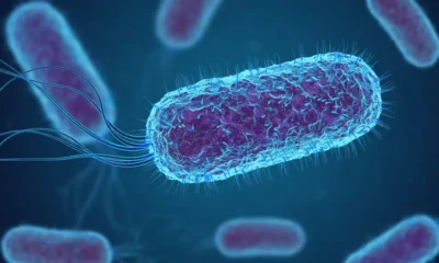 Imagen en el microscopio de una bacteria E. coli que ha desarrollado resistencias a los antibióticos diseñados para combatirla. Foto: DW.