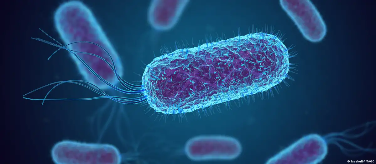 Imagen en el microscopio de una bacteria E. coli que ha desarrollado resistencias a los antibióticos diseñados para combatirla. Foto: DW.