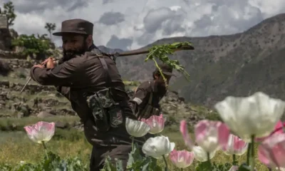 Un hombre destruye los campos de amapolas ante la proximidad de la temporada de cosecha. Foto: DW.