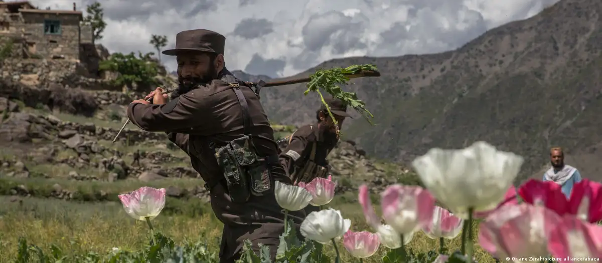 Un hombre destruye los campos de amapolas ante la proximidad de la temporada de cosecha. Foto: DW.