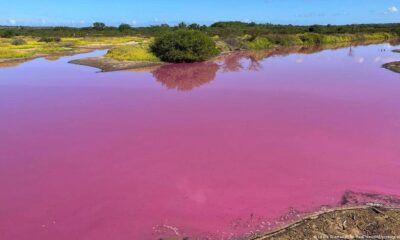 Estanque de Hawái se tiñó de rosa. Foto:DW.