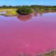 Estanque de Hawái se tiñó de rosa. Foto:DW.