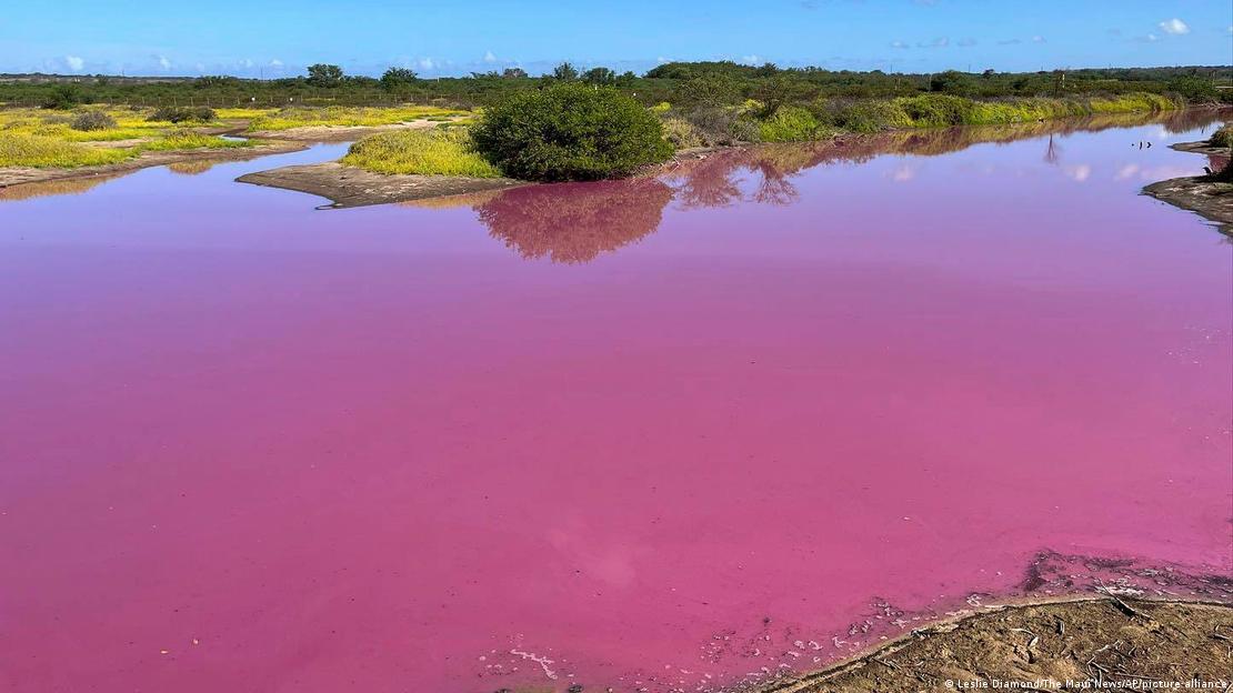 Estanque de Hawái se tiñó de rosa. Foto:DW.