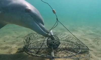 Estas son las primeras imágenes de un comportamiento nunca antes capturado en el mundo de los delfines: su habilidad para sortear trampas destinadas a capturar cangrejos. Foto: DW.