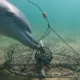 Estas son las primeras imágenes de un comportamiento nunca antes capturado en el mundo de los delfines: su habilidad para sortear trampas destinadas a capturar cangrejos. Foto: DW.