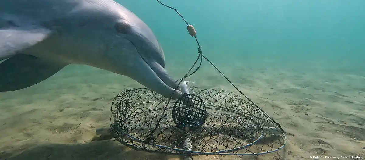 Estas son las primeras imágenes de un comportamiento nunca antes capturado en el mundo de los delfines: su habilidad para sortear trampas destinadas a capturar cangrejos. Foto: DW.