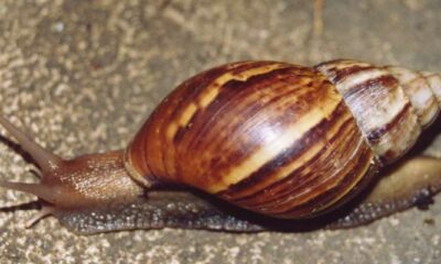 Caracol africano. Imagen de referencia.