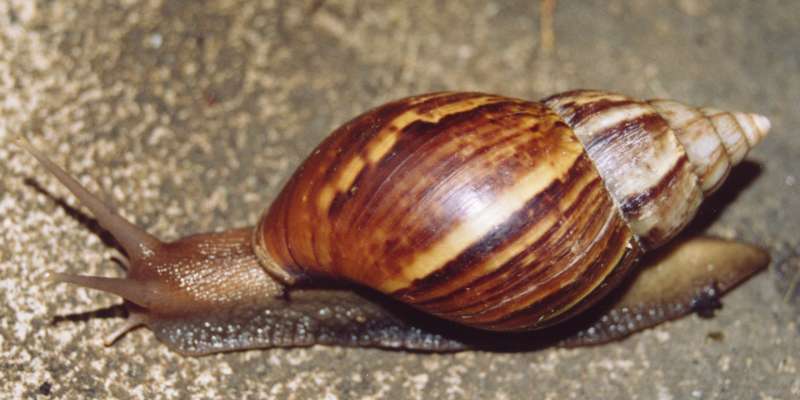 Caracol africano. Imagen de referencia.