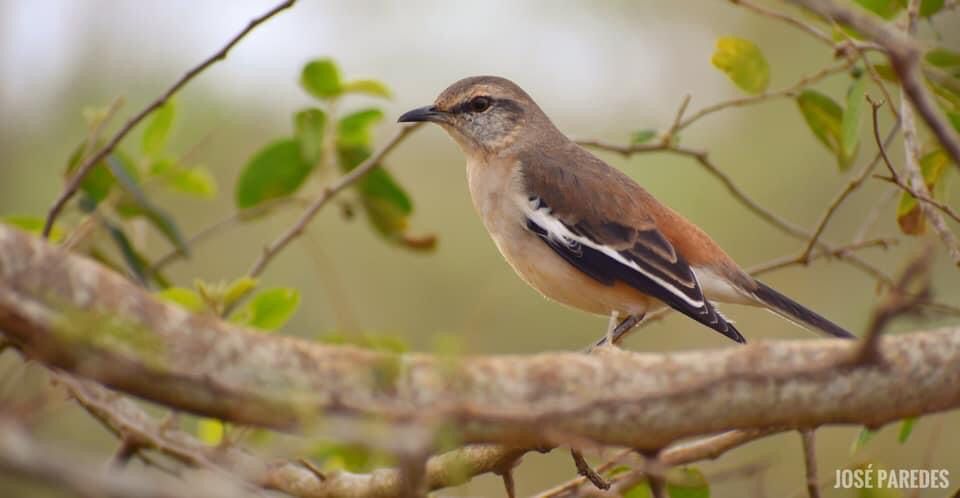 Calandria real (Mimus triurus). Foto: José M. Paredes.