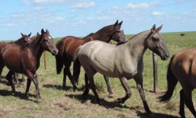 Ganado equino en Paraguay. Foto: Radio 1000.