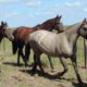 Ganado equino en Paraguay. Foto: Radio 1000.