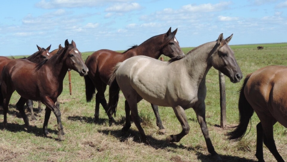 Ganado equino en Paraguay. Foto: Radio 1000.