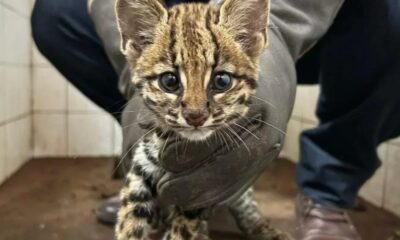 MADES rescató a pequeño tirika que estaba en una vivienda como mascota. Foto: Gentileza.