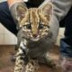 MADES rescató a pequeño tirika que estaba en una vivienda como mascota. Foto: Gentileza.