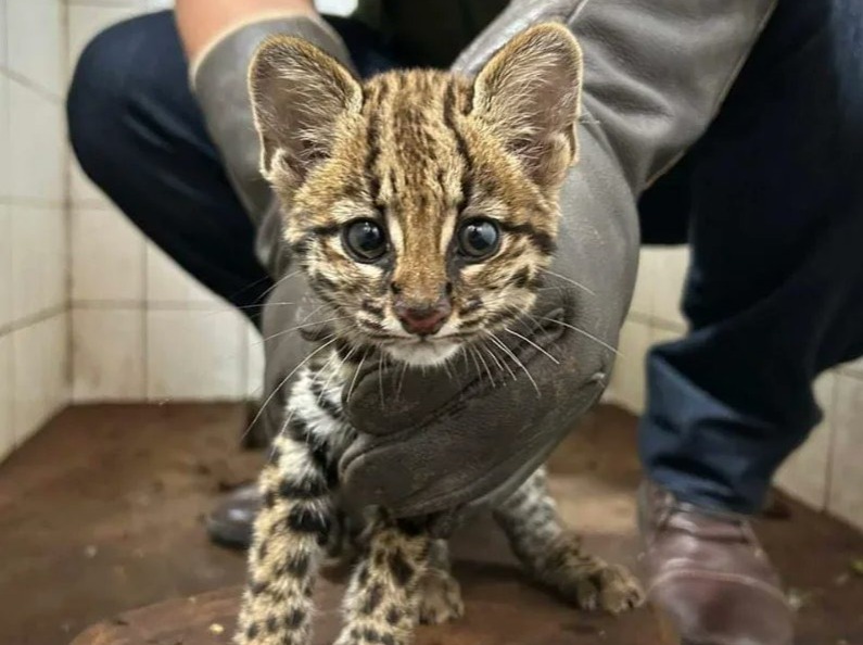 MADES rescató a pequeño tirika que estaba en una vivienda como mascota. Foto: Gentileza.