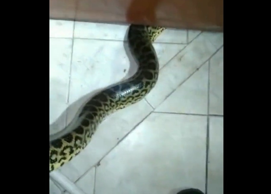 La gran serpiente fue rescatada por bomberos de una vivienda anoche en San Antonio. Foto: Captura.