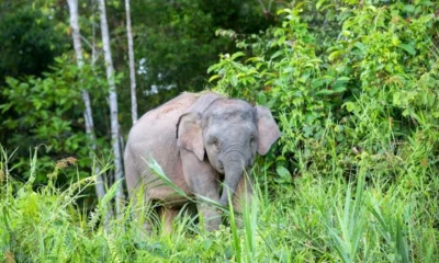 Elefante. Foto: CNN.