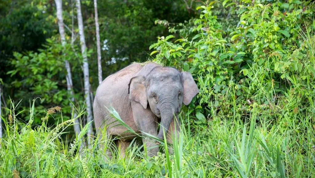 Elefante. Foto: CNN.