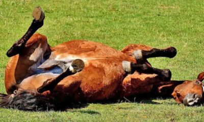 Senacsa no registra casos sospechosos de encefalomielitis equina en Paraguay. Foto: Archivo.