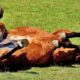 Senacsa no registra casos sospechosos de encefalomielitis equina en Paraguay. Foto: Archivo.